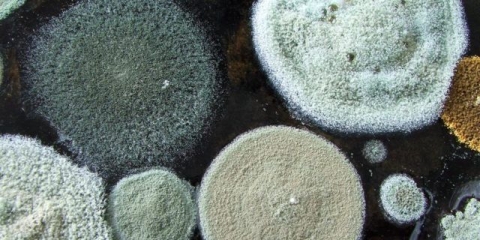 Mliječne gljive su pljesnive: šta učiniti s njima, zašto se pojavljuje plijesan, kako je izbjeći